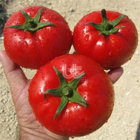 Çok verimli domates tohumu